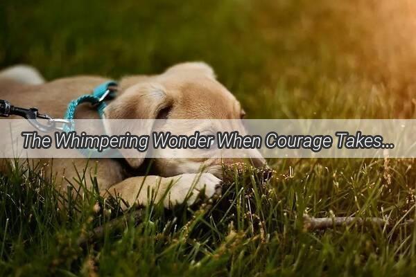 The Whimpering Wonder When Courage Takes a Doggy Nap